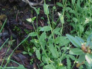 Img.VTax1099.ExN.Img4