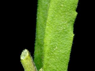 Img.VTax1103.ExN.Img6