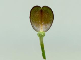 Img.VTax1170.ExN.Img8