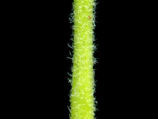 Img.VTax1182.ExN.Img1