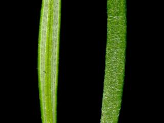 Img.VTax1228.ExN.Img10