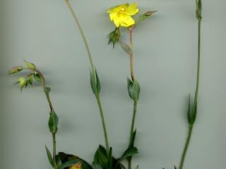 Img.VTax1237.ExN.Img3