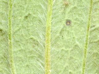 Img.VTax1237.ExN.Img4