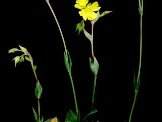 Img.VTax1237.ExN.Img8