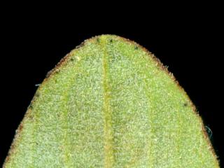Img.VTax1313.ExN.Img11