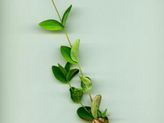 Img.VTax1323.ExN.Img7