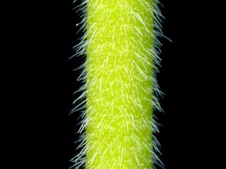 Img.VTax1371.ExN.Img14