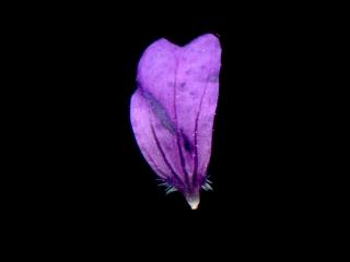 Img.VTax1371.ExN.Img17
