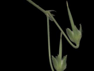 Img.VTax1373.ExN.Img13