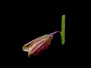 Img.VTax1460.ExN.Img3
