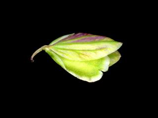 Img.VTax1460.ExN.Img8