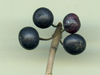 Img.VTax1482.ExN.Img4