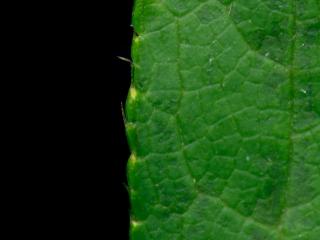 Img.VTax1501.ExN.Img12