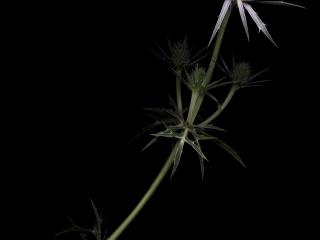Img.VTax1505.ExN.Img18