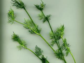 Img.VTax1523.ExN.Img7