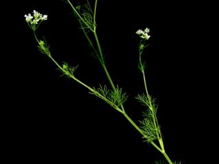 Img.VTax1523.ExN.Img9
