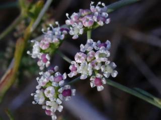 Img.VTax1544.ExN.Img3