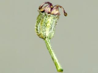 Img.VTax1545.ExN.Img2