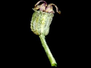 Img.VTax1545.ExN.Img8