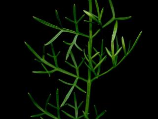 Img.VTax1546.ExN.Img14