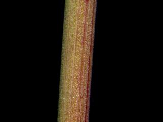 Img.VTax1546.ExN.Img8