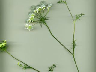 Img.VTax1585.ExN.Img8