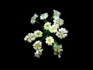 Img.VTax1587.ExN.Img10