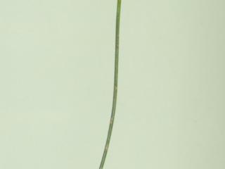 Img.VTax1587.ExN.Img5