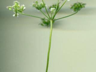 Img.VTax1587.ExN.Img8