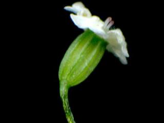 Img.VTax1587.ExN.Img9