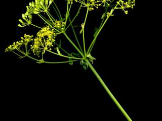 Img.VTax1601.ExN.Img10