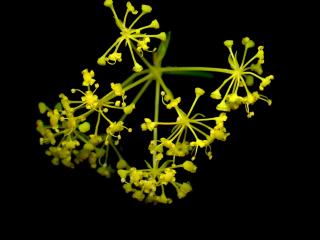 Img.VTax1601.ExN.Img8