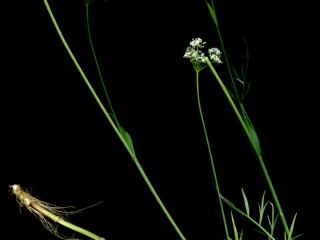 Img.VTax1603.ExN.Img7