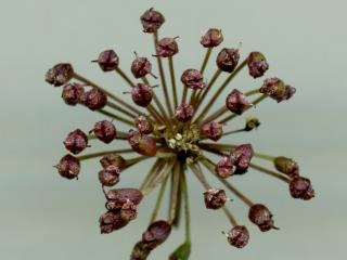 Img.VTax1604.ExN.Img5