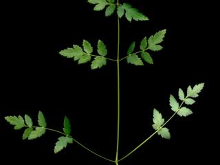 Img.VTax1604.ExN.Img6