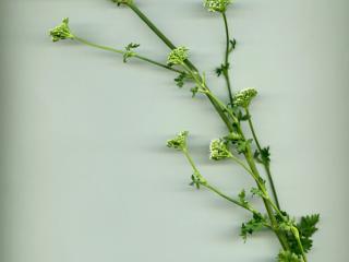 Img.VTax1607.ExN.Img9