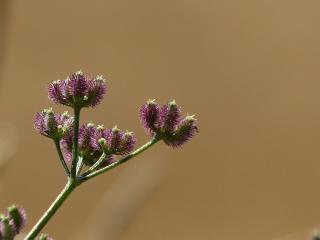 Img.VTax1626.ExN.Img3