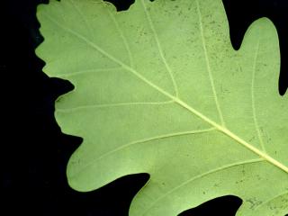 Img.VTax1656.ExN.Img11