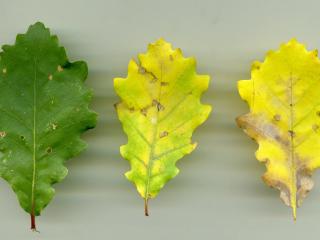 Img.VTax1656.ExN.Img4