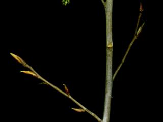 Img.VTax1671.ExN.Img10