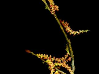 Img.VTax1671.ExN.Img4
