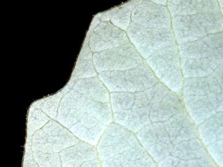 Img.VTax1672.ExN.Img4