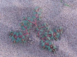 Img.VTax1724.ExN.Img8