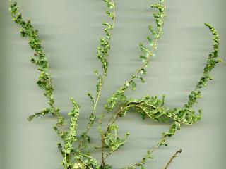 Img.VTax1725.ExN.Img3