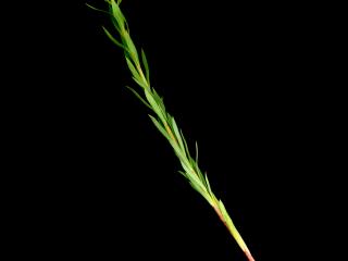 Img.VTax1749.ExN.Img1