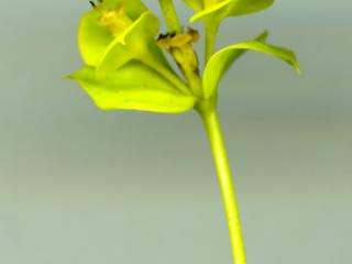 Img.VTax1749.ExN.Img4