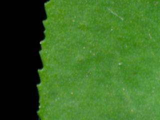 Img.VTax1752.ExN.Img7