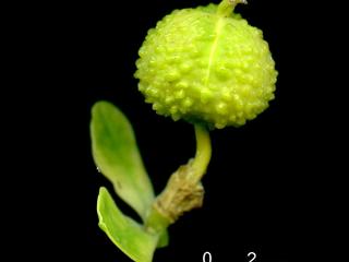 Img.VTax1763.ExN.Img9
