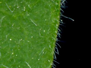 Img.VTax1764.ExN.Img11