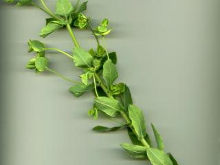 Img.VTax1764.ExN.Img9